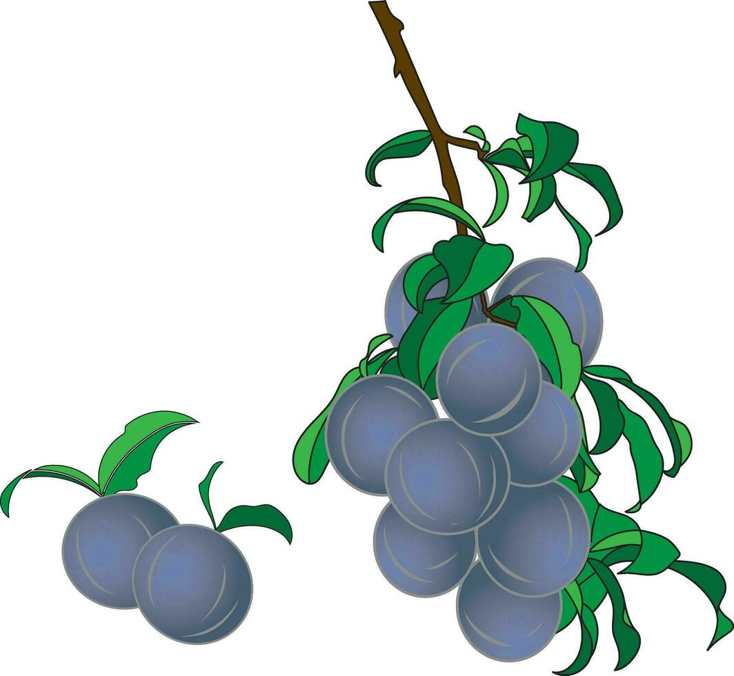 abstrakt von Pflaume Obst mit Blätter auf Weiß Hintergrund. vektor