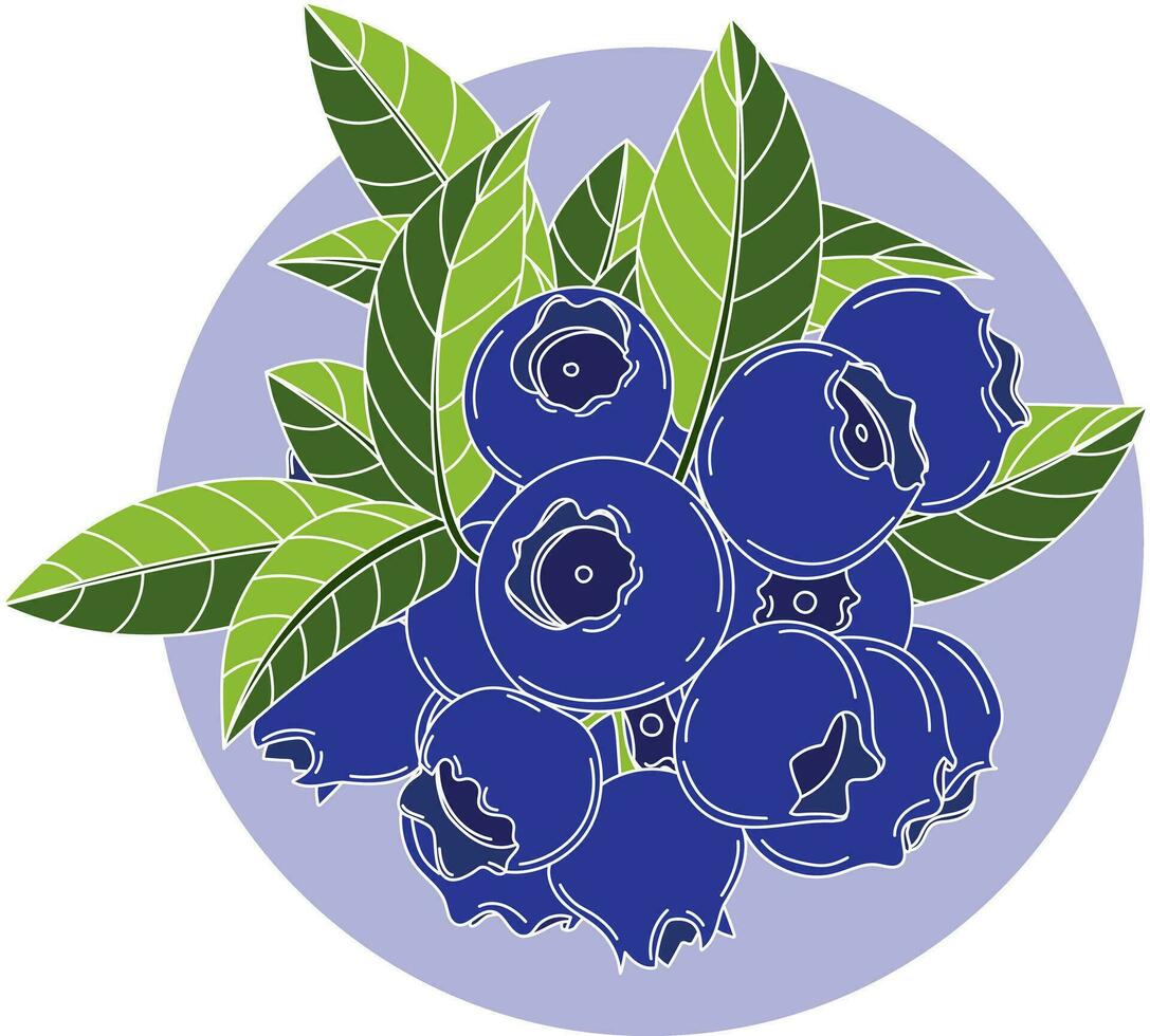 Illustration, Gruppe von Blaubeere mit Blätter auf Sanft violett Kreis Hintergrund. vektor