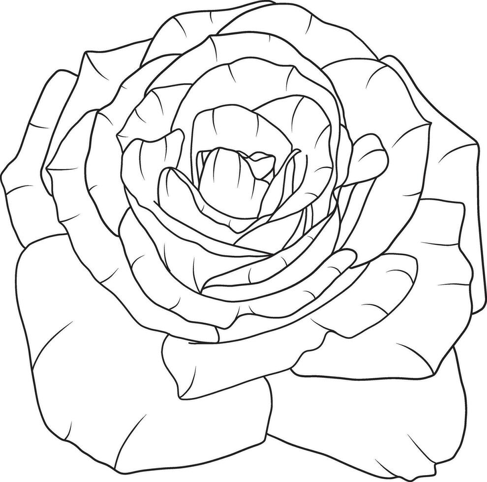 abstrakt Linie Rose Blume sind Blühen mit Farbe leeren Hintergrund. vektor