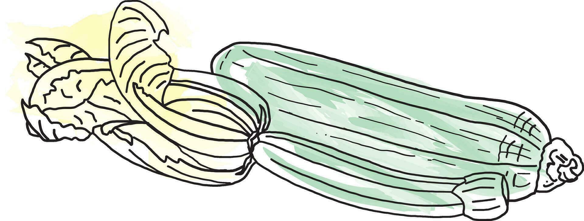 abstrakt Linie von Zucchini mit Blume isoliert auf Weiß Hintergrund. gesund organisch Gemüse. vektor