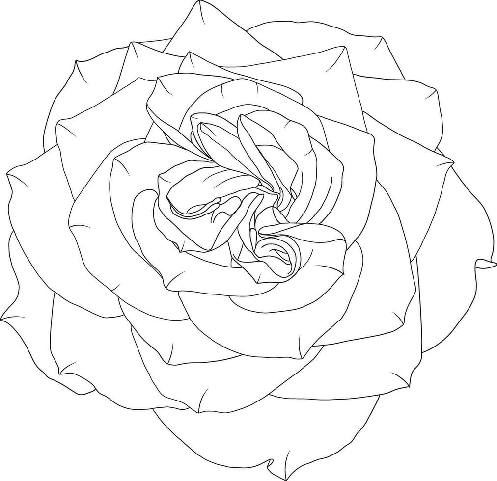 abstrakt linje reste sig blomma är blomning med tömma bakgrund. vektor