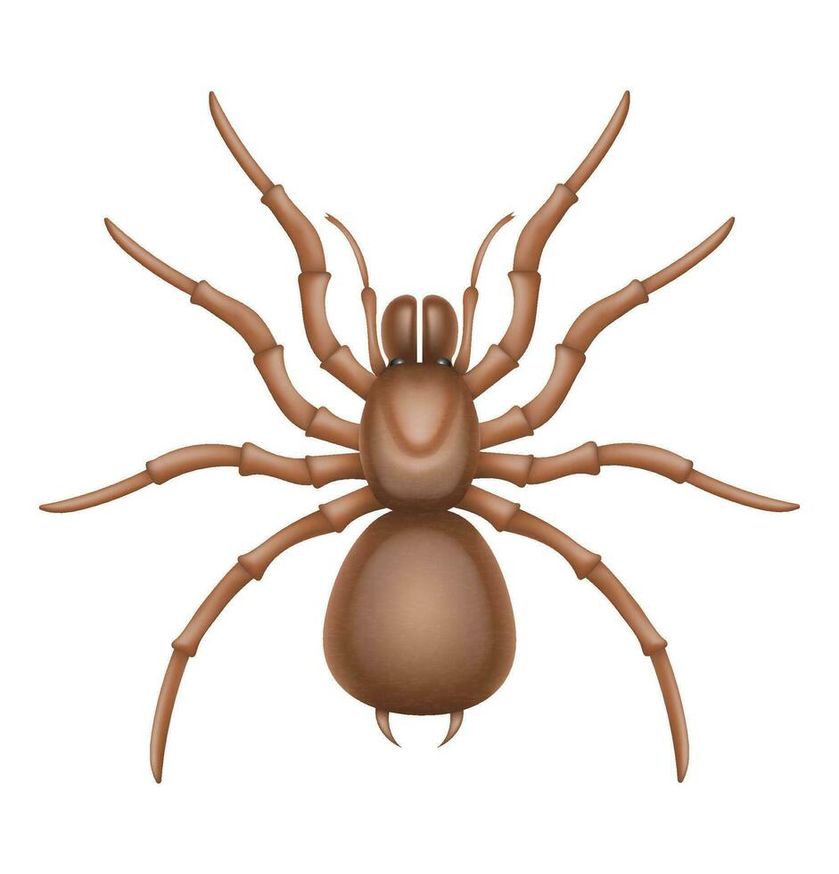 Spinne Insekten Tierwelt Tiere Vektor Illustration