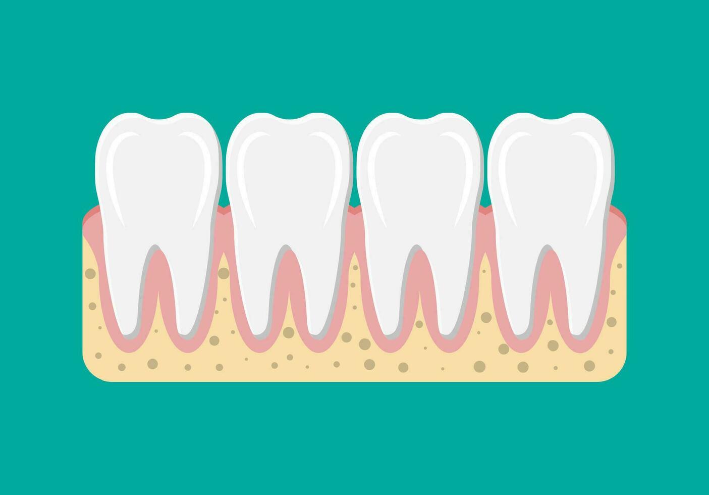 Zähne Symbol mit Gummi. Mensch Zähne im eben Stil. Dental Konzept. Hygiene und Mundpflege. Vektor Illustration