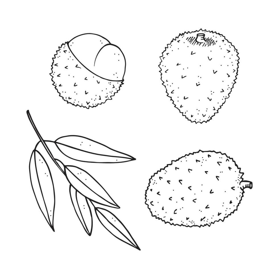 litchi uppsättning hand dragen vektor illustration med litchi träd frukter. tropisk saftig frukt rambutan, friska mat och drycker. Litchi graverat teckning för skriva ut, märka, papper, mall, logotyp, design, kort