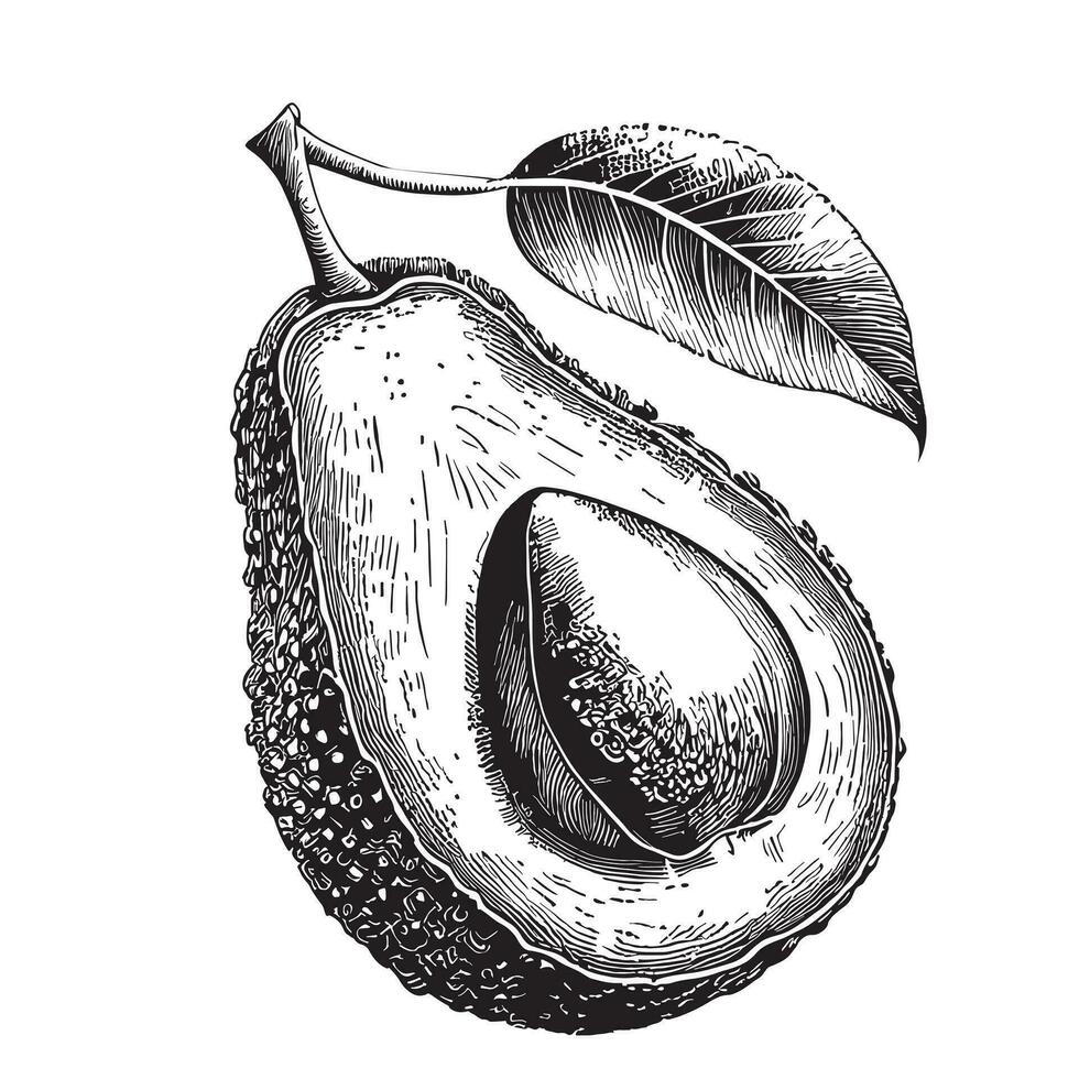 halv avokado hand dragen skiss grönsaker och frukt vektor illustration