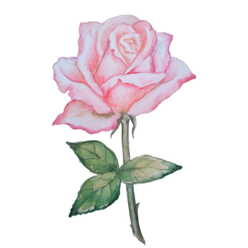 zart Aquarell Rosa Rose vektor