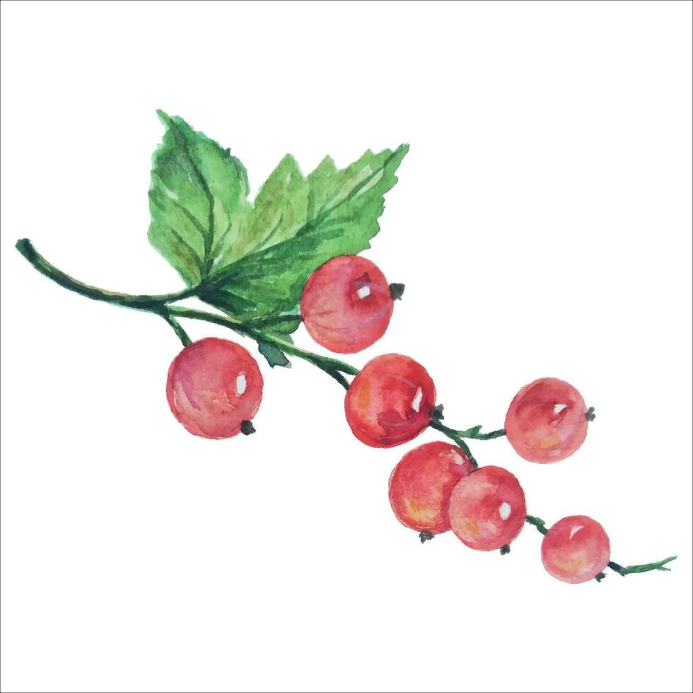 färgrik vattenfärg vinbär gren med röd bär vektor