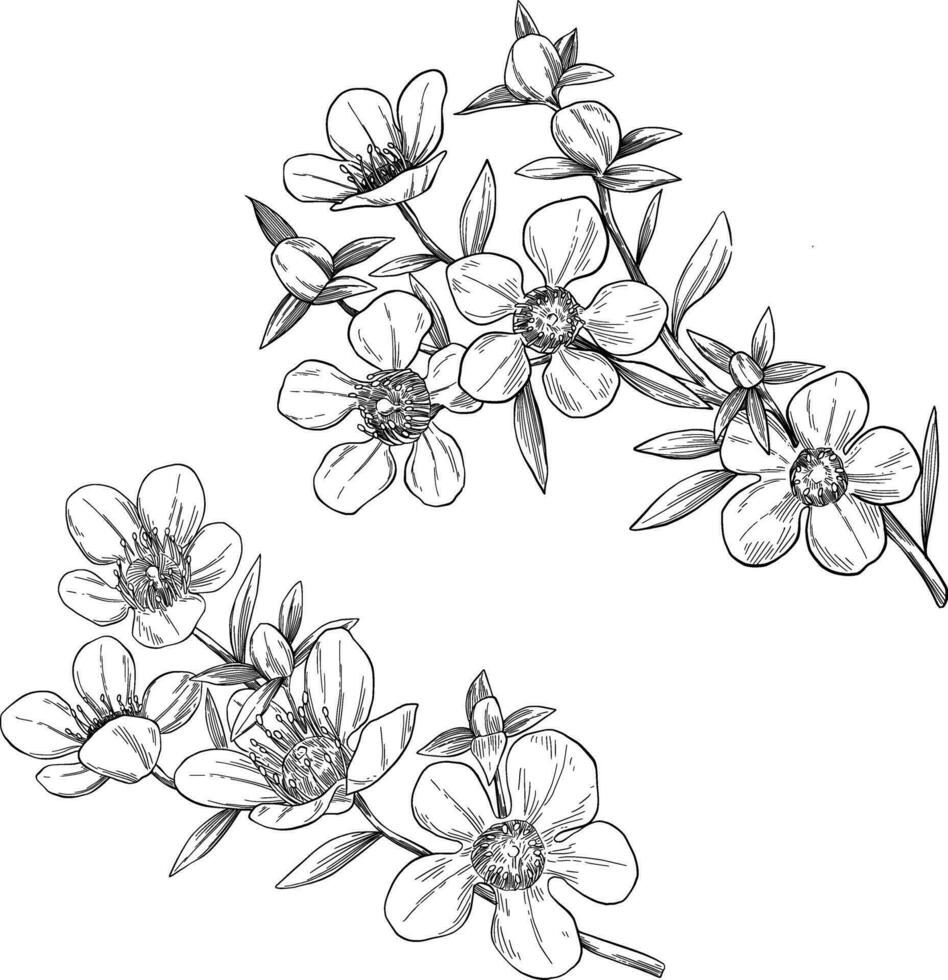 manuka blomma uppsättning botanisk skiss illustration vektor