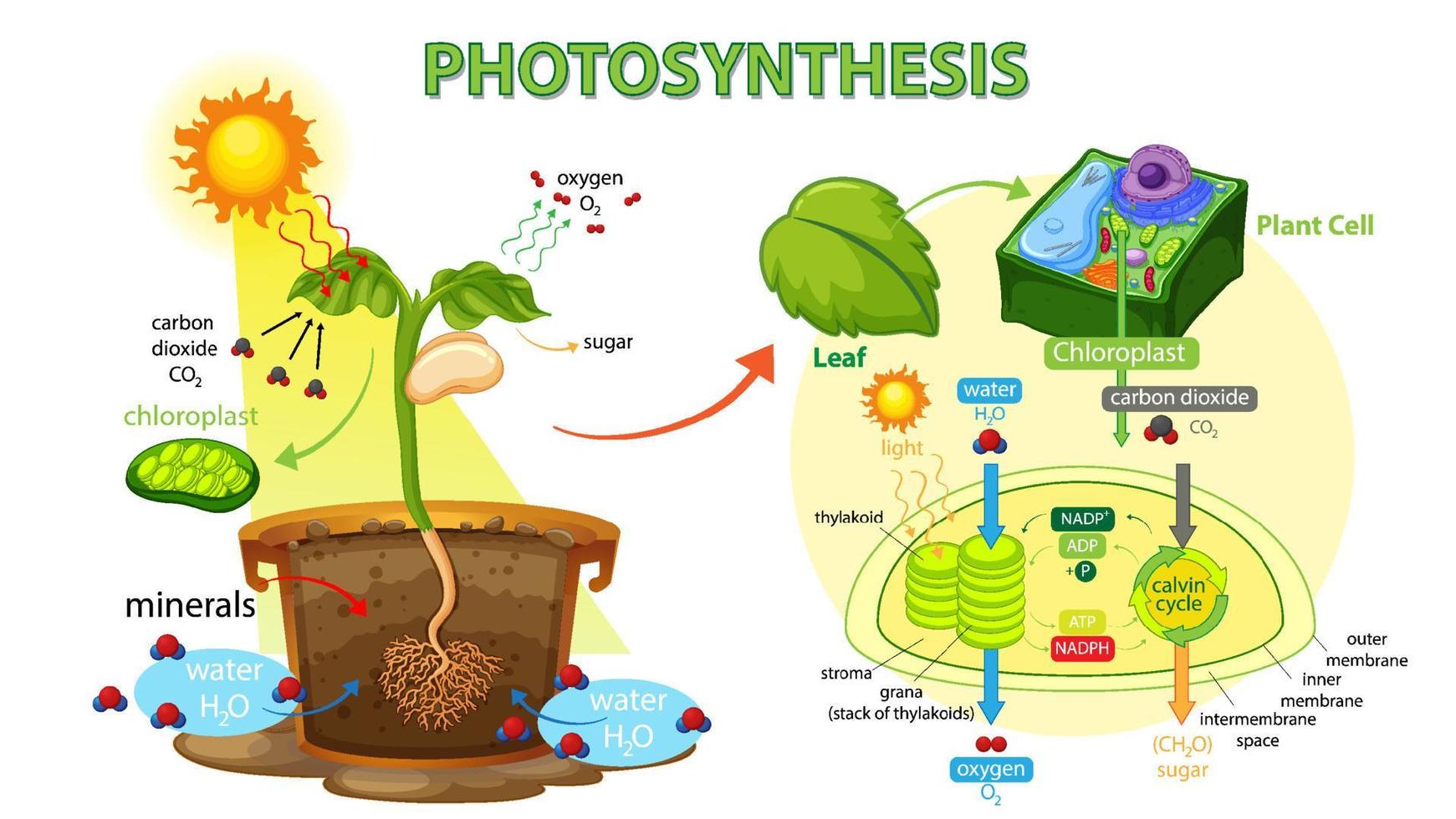 Diagramm, das den Prozess der Photosynthese in Pflanzen zeigt vektor