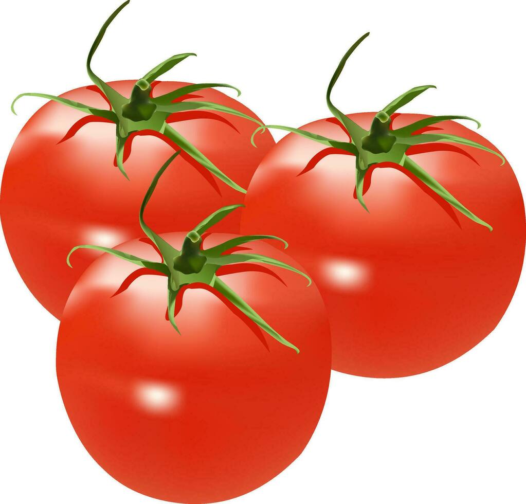 illustration av tomat vektor design på en vit bakgrund