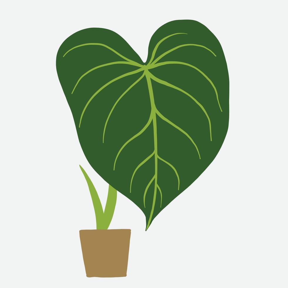 Einfachheit Philodendron gloriosum Zimmerpflanze Einfachheit Freihand zeichnen flaches Design. vektor