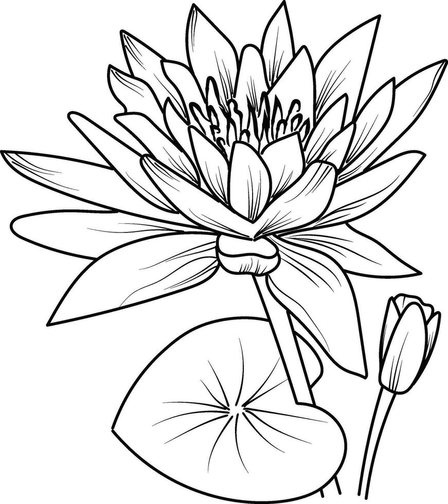 Seerose Blume Vektor, Elemente Sommer- Sammlung, handgemalt ägyptisch Lotus Färbung Seiten, Seerose Vektor skizzieren, Bleistift Kunst, Jahrgang Blumen- Design Wildblumen mit Färbung Buch zum Erwachsene
