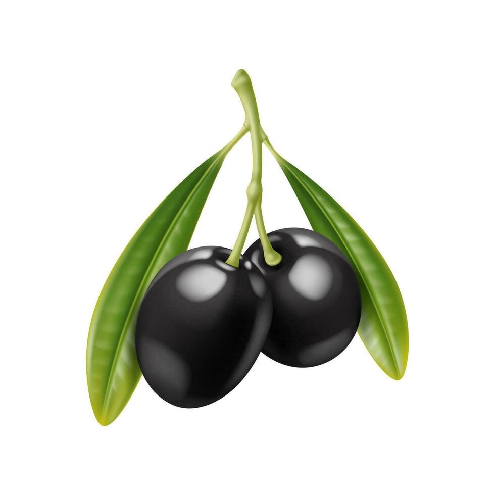 isolerat realistisk svart oliver gren med löv vektor