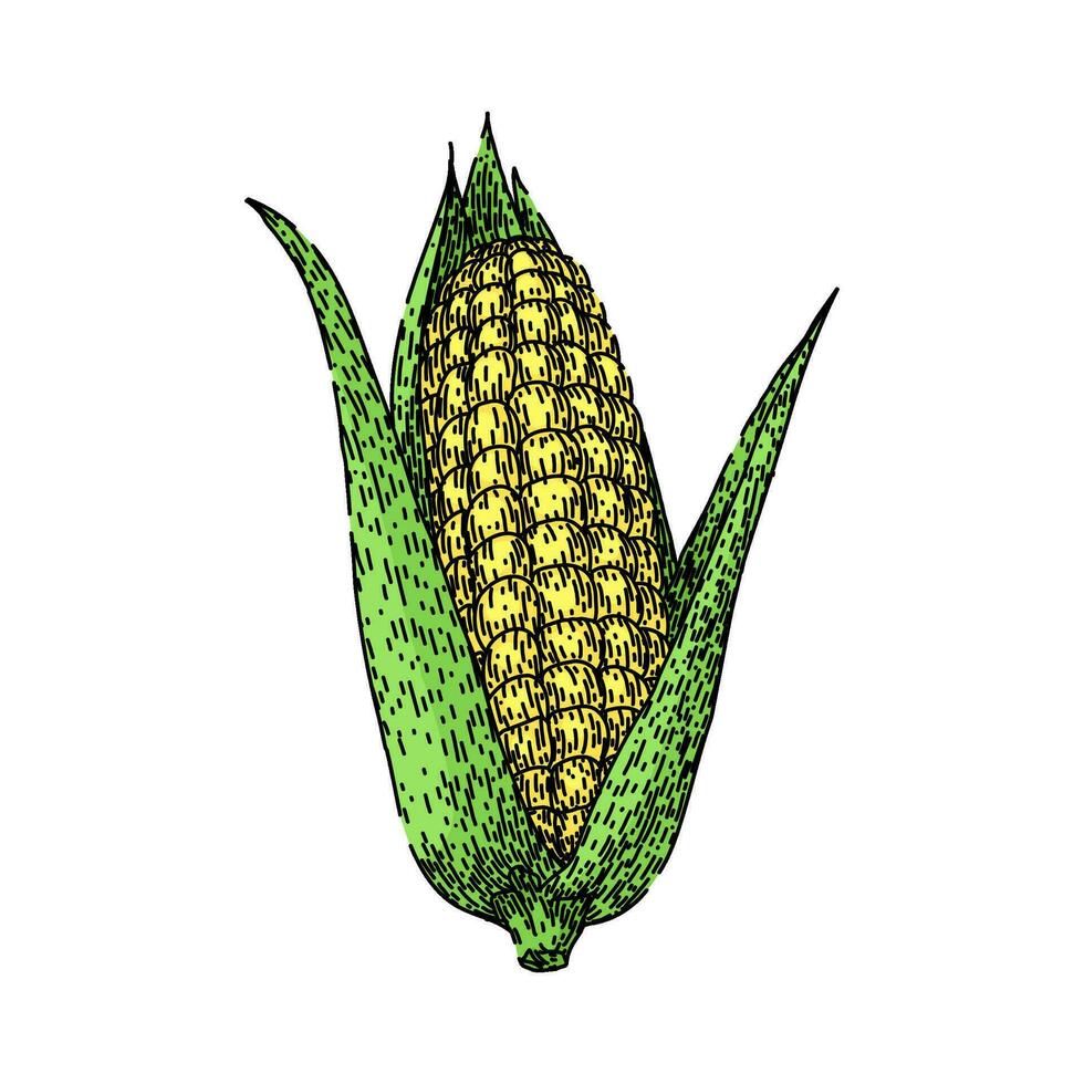frisch Mais skizzieren Hand gezeichnet Vektor