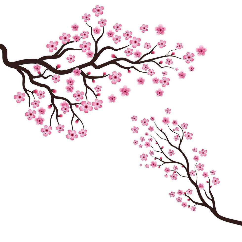 Sakura Schönheit Blume Vektor Symbol Illustration Design