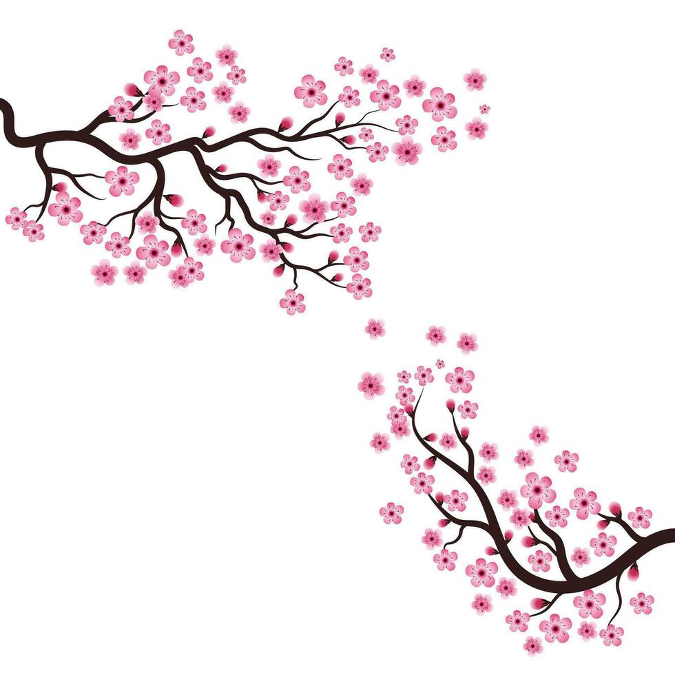 Sakura Schönheit Blume Vektor Symbol Illustration Design