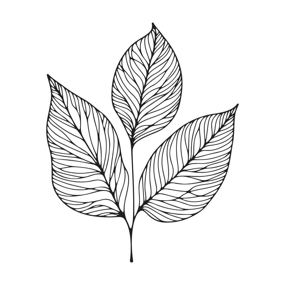 estetisk dekorativ linje konst illustration av blad, blommig vektor