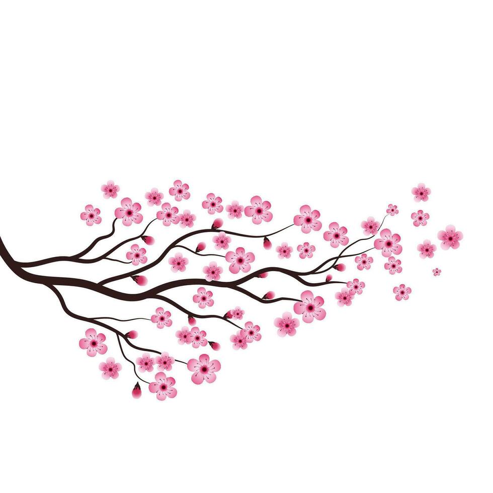 Sakura-Schönheitsblumen-Vektorsymbol vektor