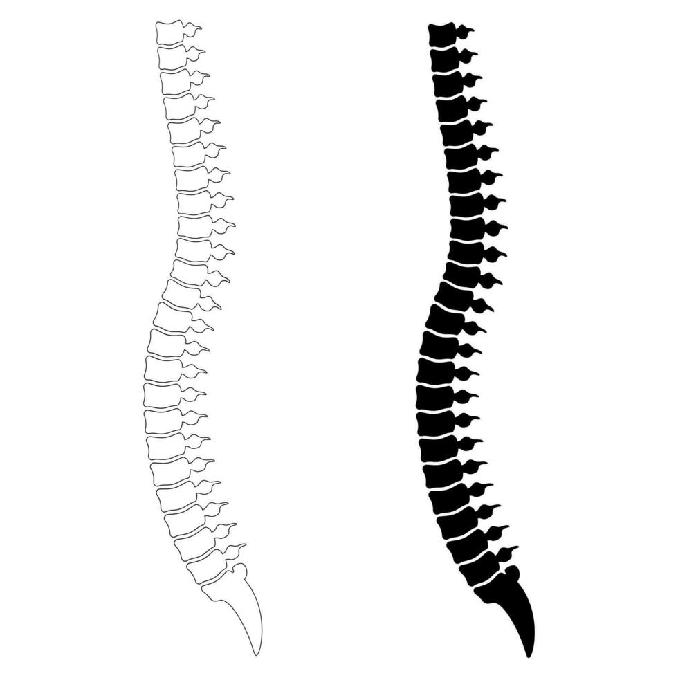 översikt silhuett vertebral kolumn eller mänsklig ryggrad ikon uppsättning vektor