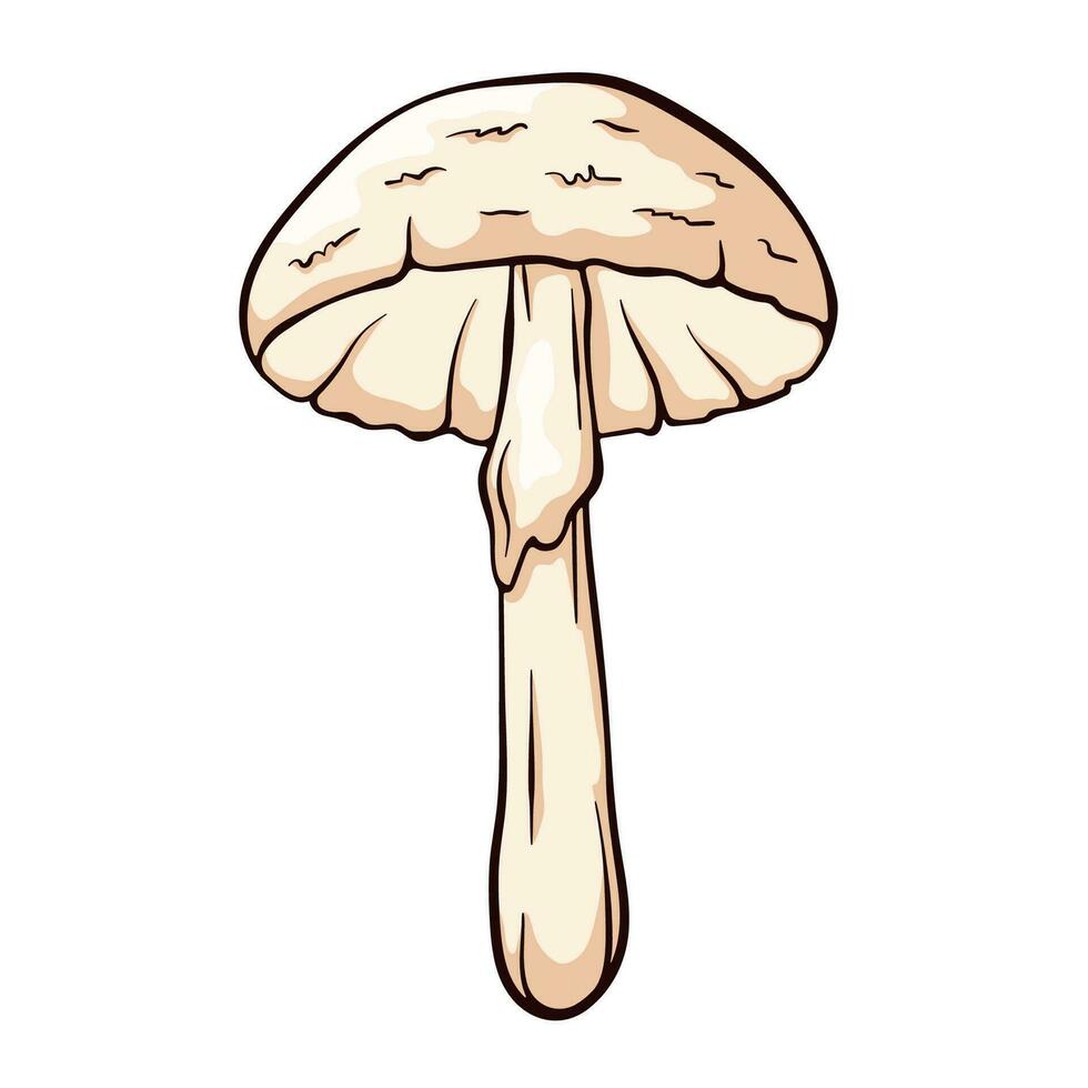 Weiß zerstören Engel ungenießbar Pilz im Karikatur Stil. Amanita bisporigera virosa im Linie Kunst. Vektor Illustration isoliert auf ein Weiß Hintergrund.