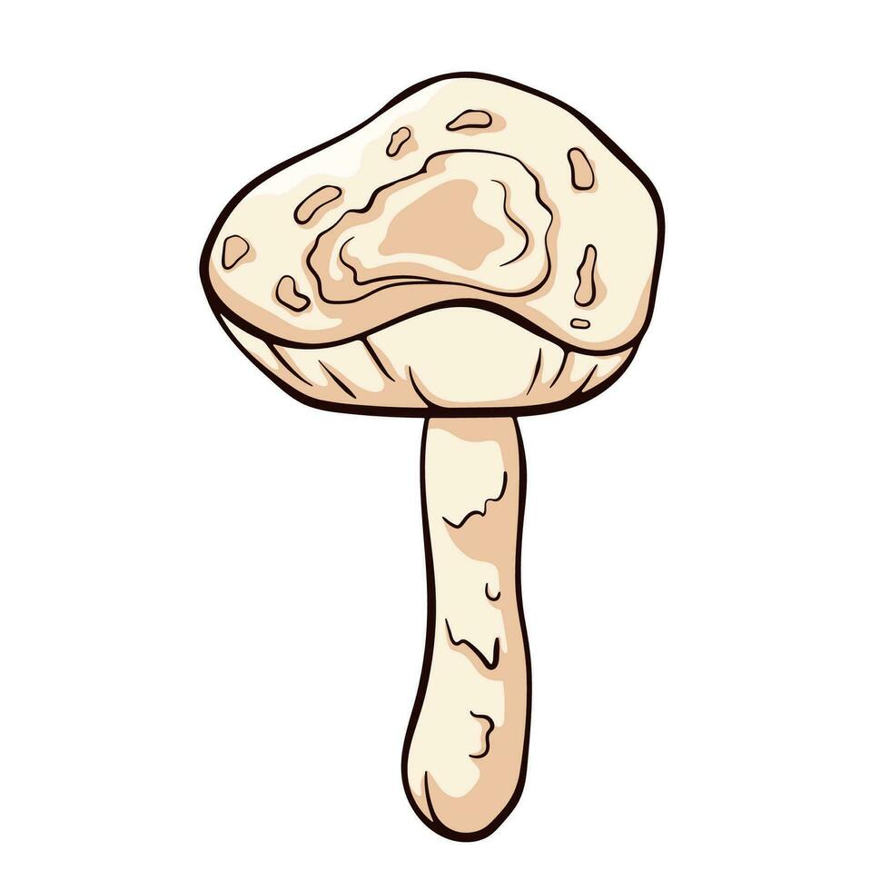 ungenießbar Pilz tötlich schillernd im Karikatur Stil. giftig Lepiota brunneoincarnata Hand gezeichnet. Vektor Illustration isoliert auf ein Weiß Hintergrund.