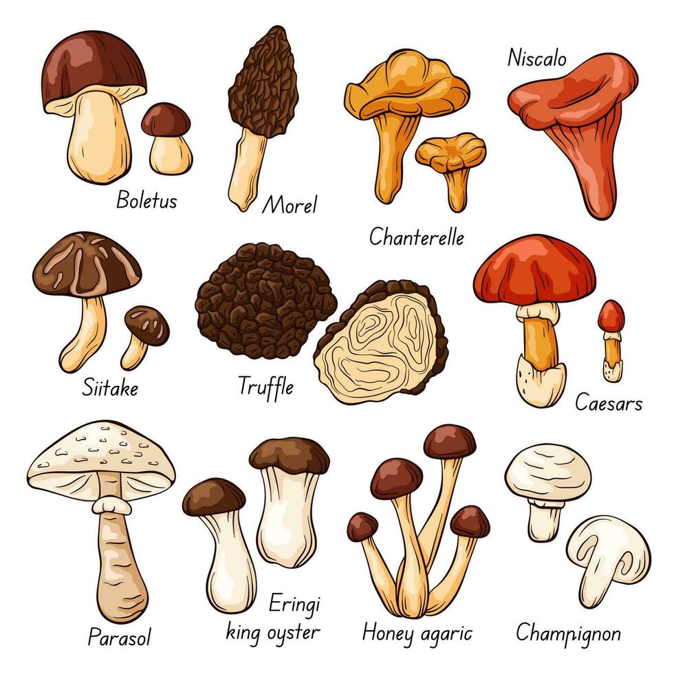 hand dragen färgrik ätlig svamp samling i tecknad serie stil. höst design. boletus, kantarell, honung agaric, murkla, ostron, kung trumpet, shiitake, niscalo. vektor illustration isolerat på en