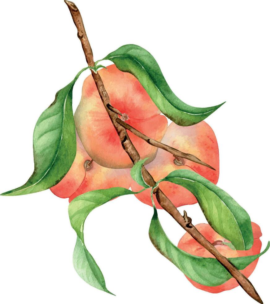 vattenfärg illustration med gren platt persikor, grön löv isolerat på vit. målad chines persikor. frukt träd, fruitage hand ritade. design för paket, affisch, märka sylt, kosmetisk, juice, olja vektor