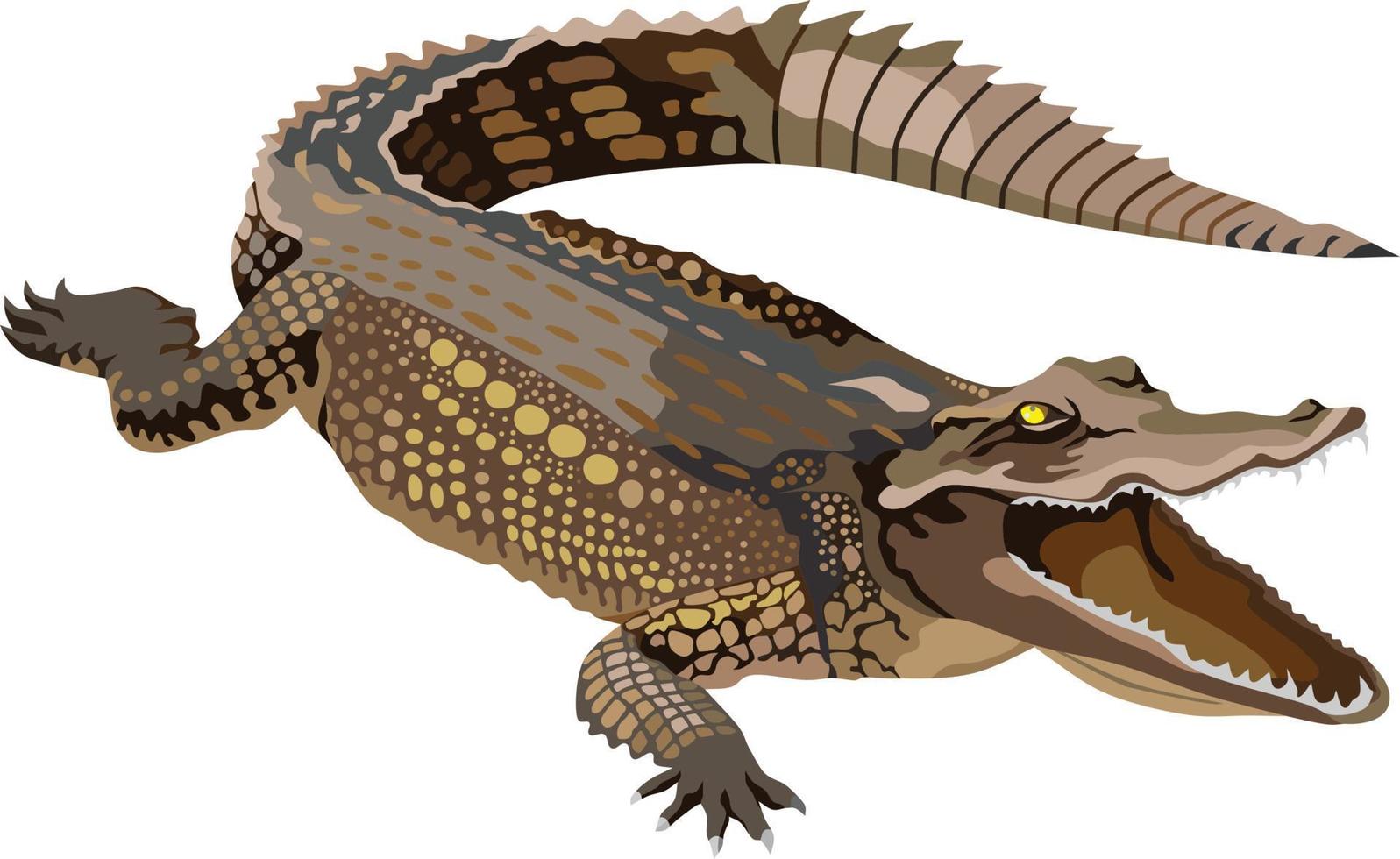 krokodil reptil djur vektor