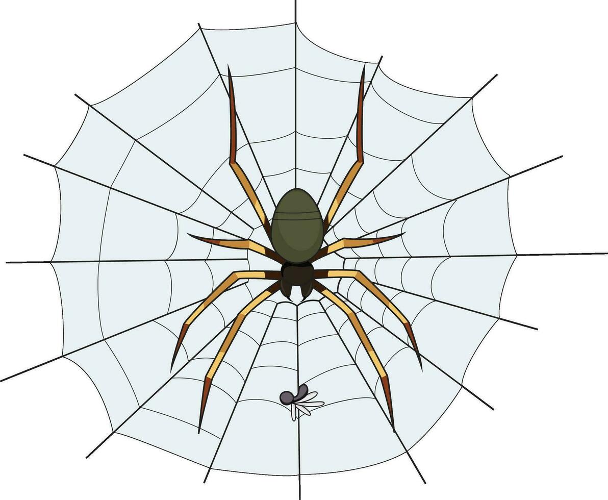 Spindel vävning webb isolerat på vit bakgrund vektor