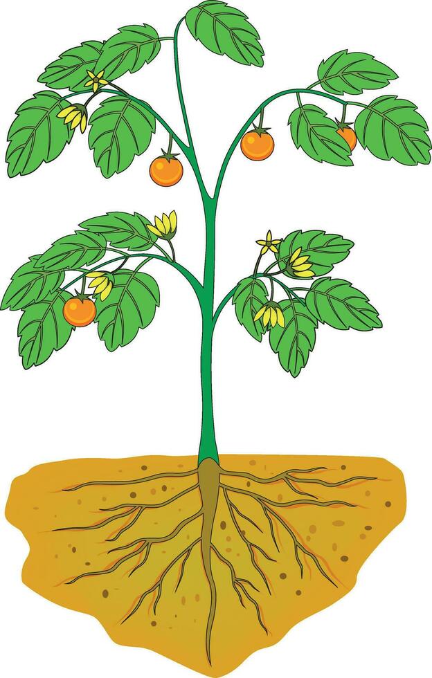 Teile von ein Tomate Pflanze Vektor Illustration