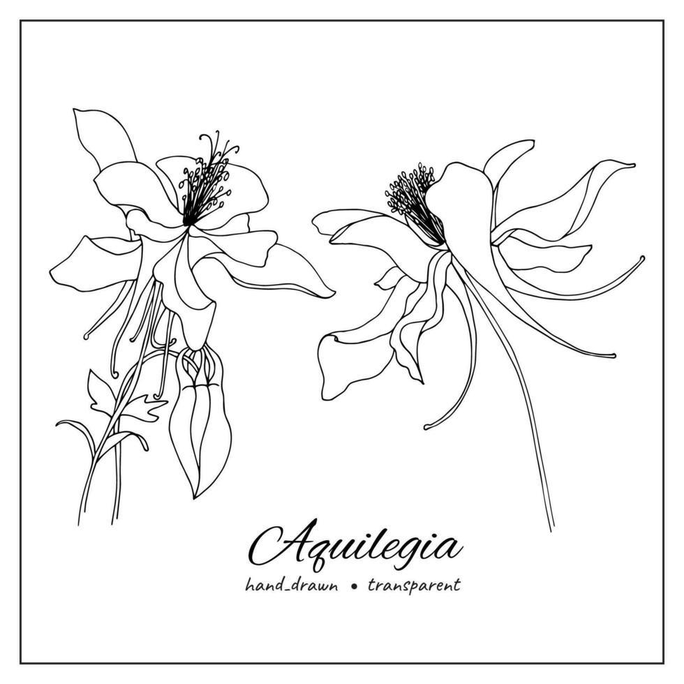 Tinte Aquilegia Blumen. handgemalt Akelei Blume Illustration. botanisch Illustration von Sommer- Wildblume zum Färbung Bücher, Dekoration, Design. vektor