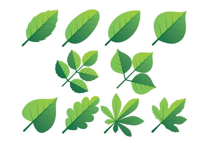 Gröna blad Clipart Set vektor