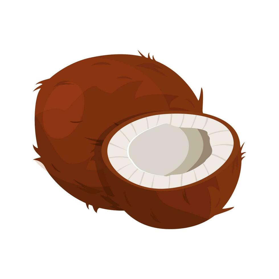 mogen kokosnötter och halv kokos på vit. vektor