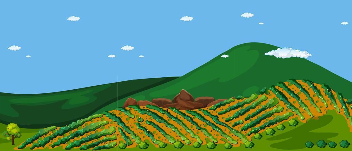 Terrass Jordbruksteknik vid Hill vektor