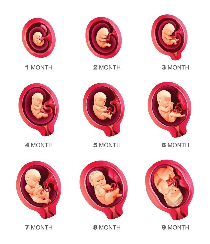 mänsklig embryo utveckling etapper. graviditet och foster- kropp tillväxt kalender från 1 till 9 månad till födelse. vektor illustration