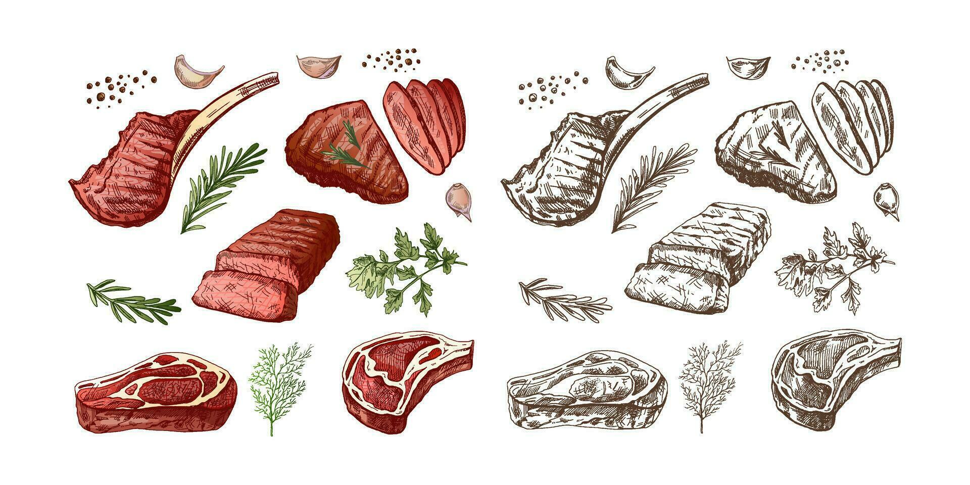 en uppsättning av ritad för hand skisser av utegrill kött bitar med örter och kryddor. för de design av meny för restauranger, biffar. årgång illustration. graverat bild. vektor