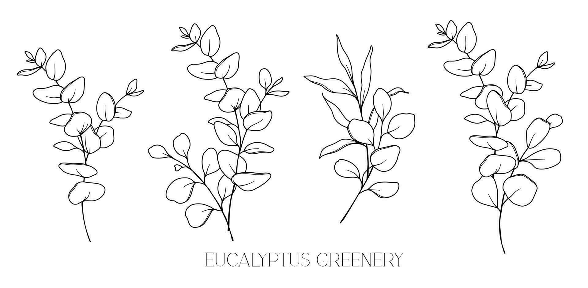 Eukalyptus Linie Zeichnung. schwarz und Weiß Blumen- Blumensträuße. Blume Färbung Buchseite. Blumen- Linie Kunst. fein Linie Eukalyptus Illustration. Hand gezeichnet Grün. botanisch Färbung. Hochzeit Einladung Grün vektor