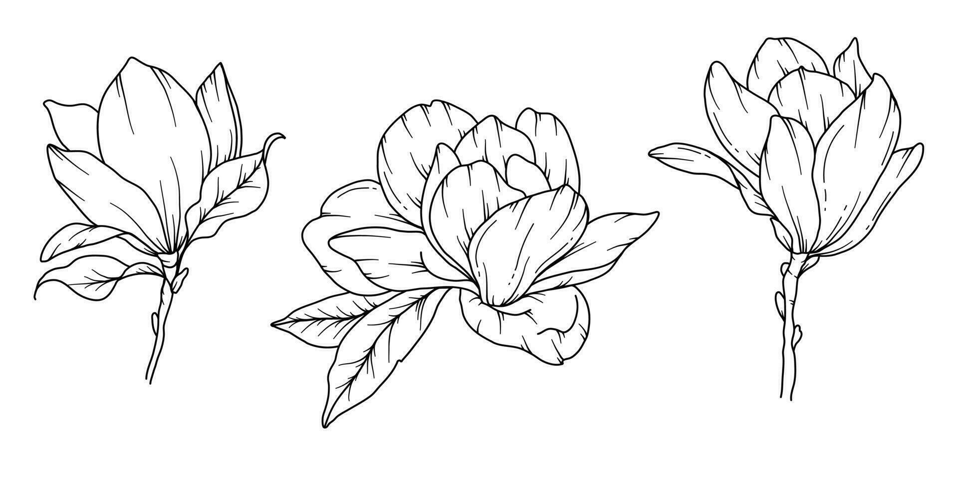 Magnolie Linie Zeichnung. schwarz und Weiß Blumen- Blumensträuße. Blume Färbung Buchseite. Blumen- Linie Kunst. fein Linie Magnolie Illustration. Hand gezeichnet Blumen. botanisch Färbung. Hochzeit Einladung Blumen vektor