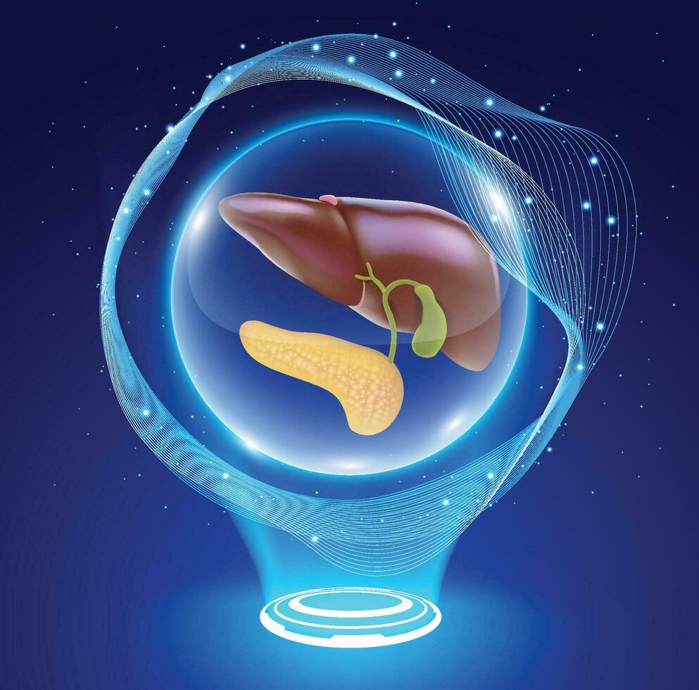 3d illustration av de mänsklig lever och bukspottkörteln i en kristall boll, tycka om en lever patient väntar för en mirakel från en lever givare. vektor