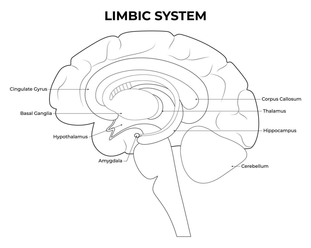 limbisk systemet vetenskap design vektor illustration