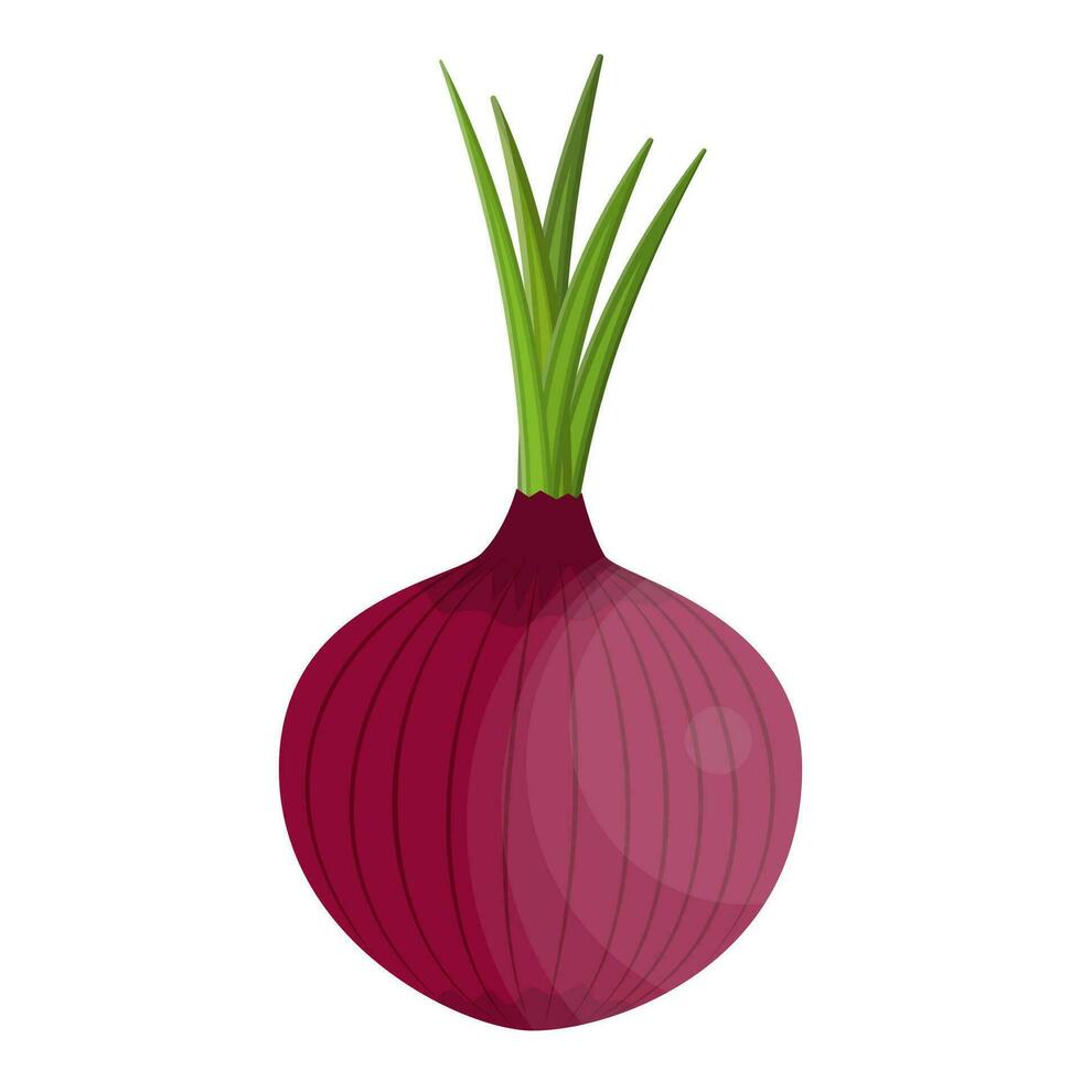 frisch Gemüse Zwiebel isoliert Symbol vektor