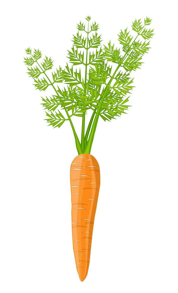 Karotte Gemüse isoliert auf Weiß. vektor