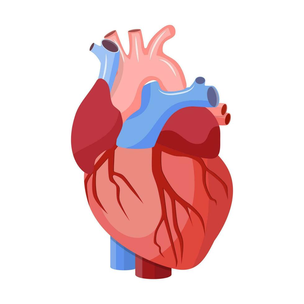 anatomisk hjärta isolerat. vektor