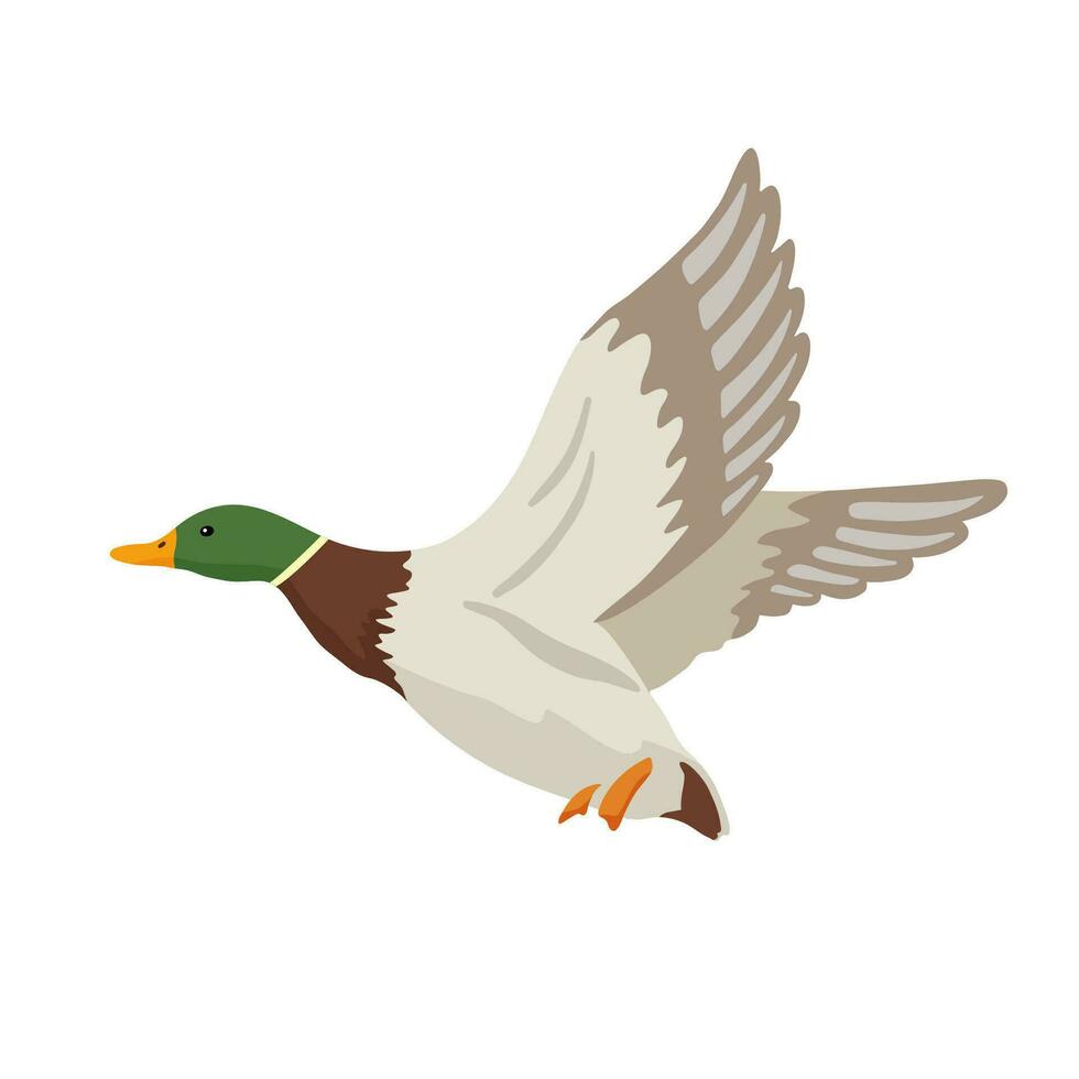 fliegend Ente. Vektor eben Illustration Teich Vogel isoliert auf Weiß. Karikatur Clip Art