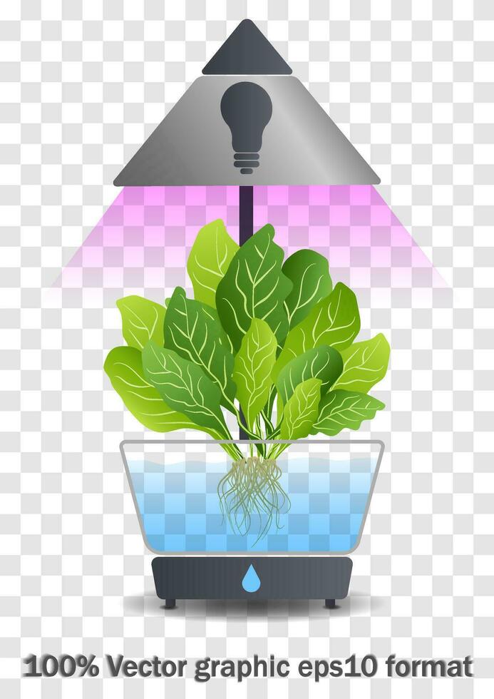 tragbar hydroponisch aeroponic System zum umweltfreundlich wachsend von Grün Kopfsalat, Gemüse und Kräuter. mit automatisch Bewässerung System und lila Phyto Beleuchtung. Phytolampe vektor