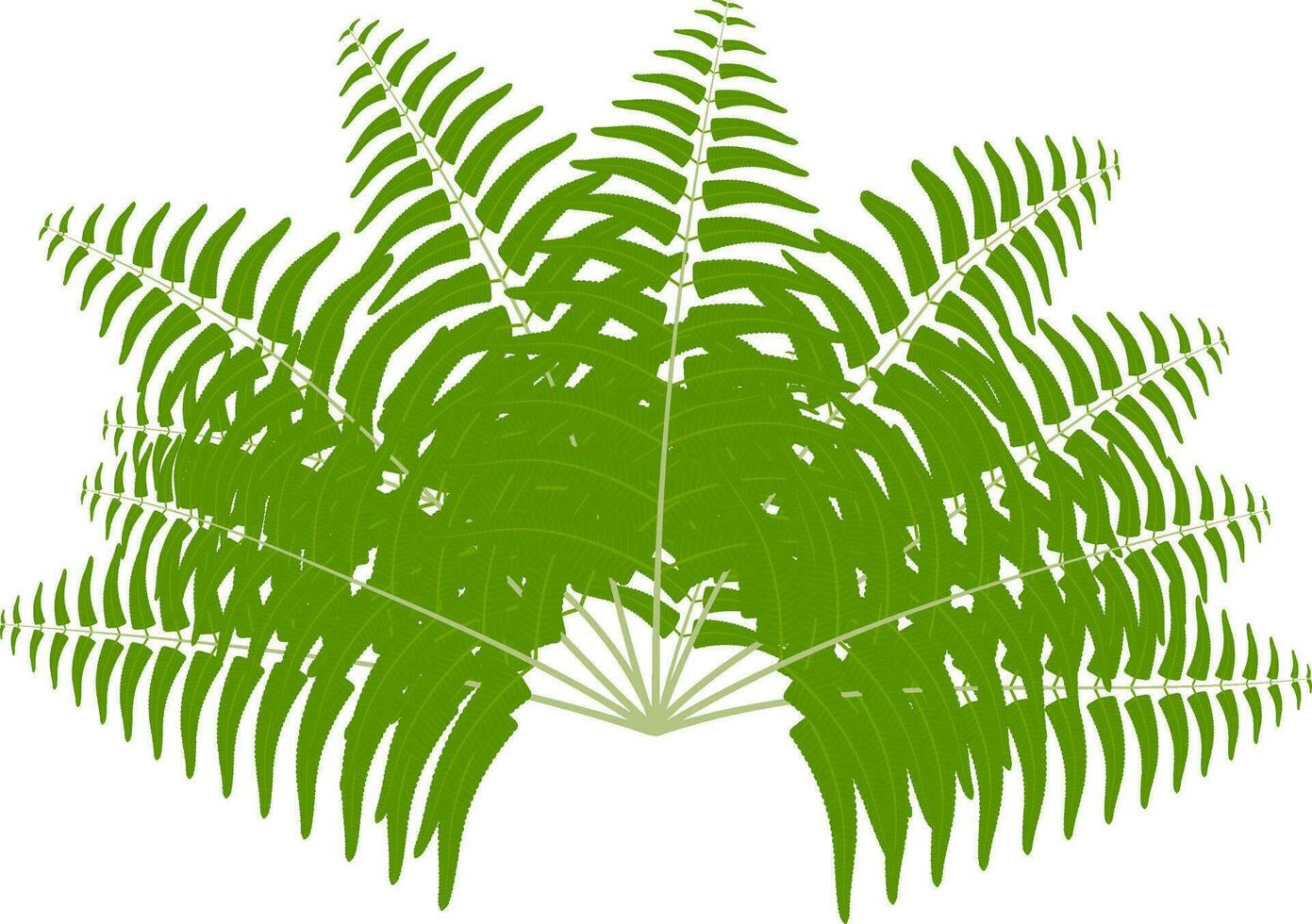 en grön ormbunke blad på en vit bakgrund, handflatan träd löv, grön träd gren med löv vektor