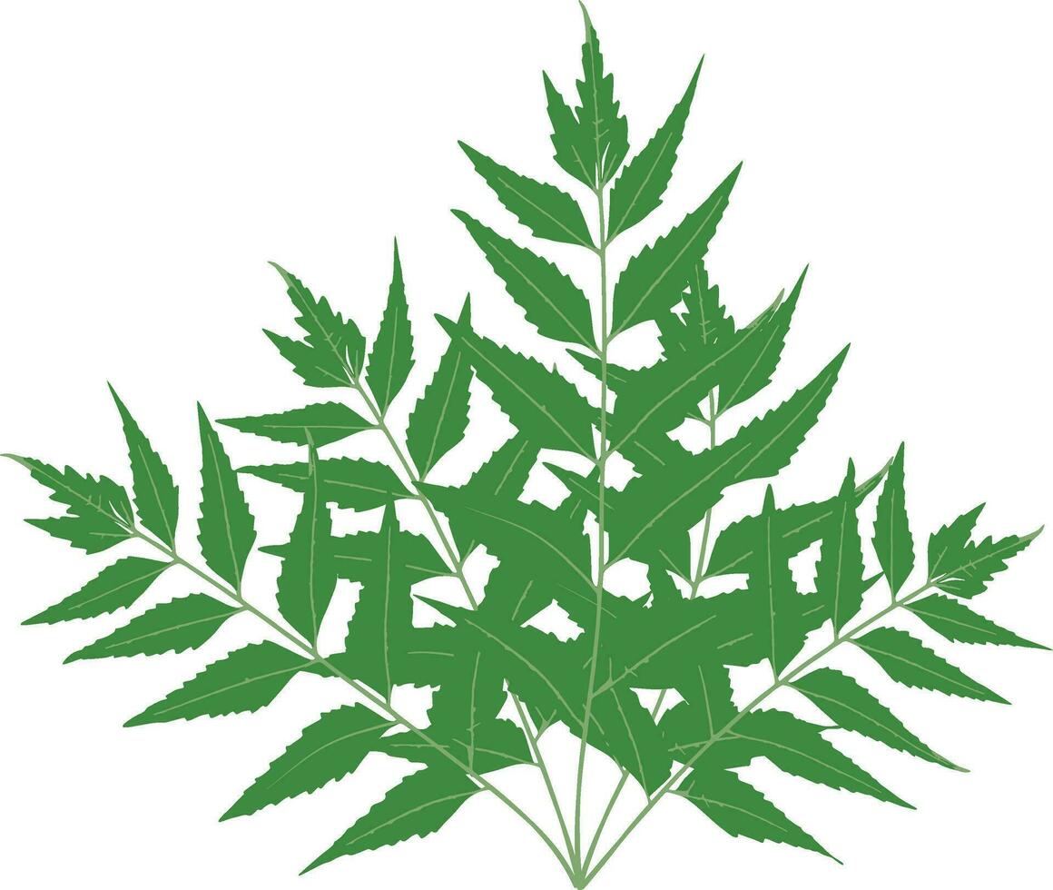 Grün neem Pflanze mit Blätter auf Weiß Hintergrund, Grün Blätter isoliert auf Weiß vektor