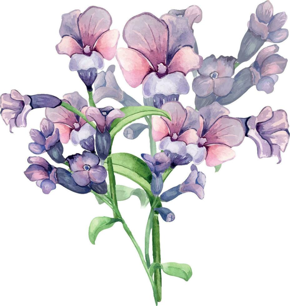 lungört medicinsk växt vattenfärg illustration isolerat på vit bakgrund. pulmonaria officinalis lila användbar blomma hand ritade. design för märka, paket, vykort vektor