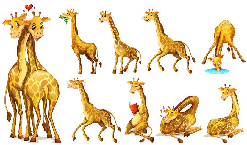 Verschiedene Positionen der Giraffen vektor