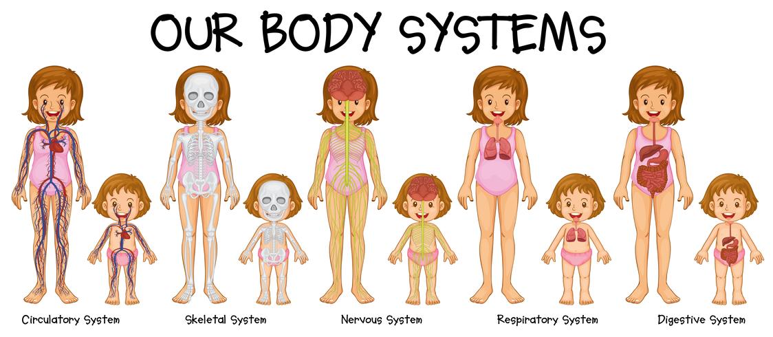 Diagramm, das verschiedene Körpersysteme zeigt vektor